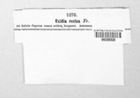 Exidia recisa image